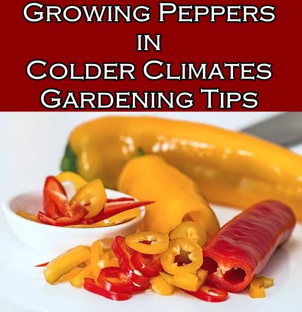 Growing Peppers in Colder Climates Gardening Tips