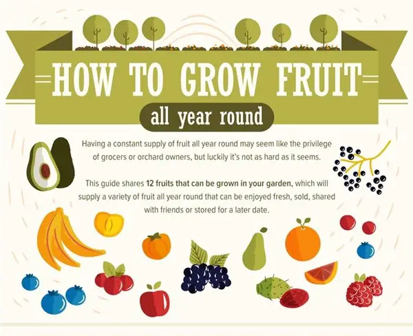 How to Grow Fruits All Year Round Gardening