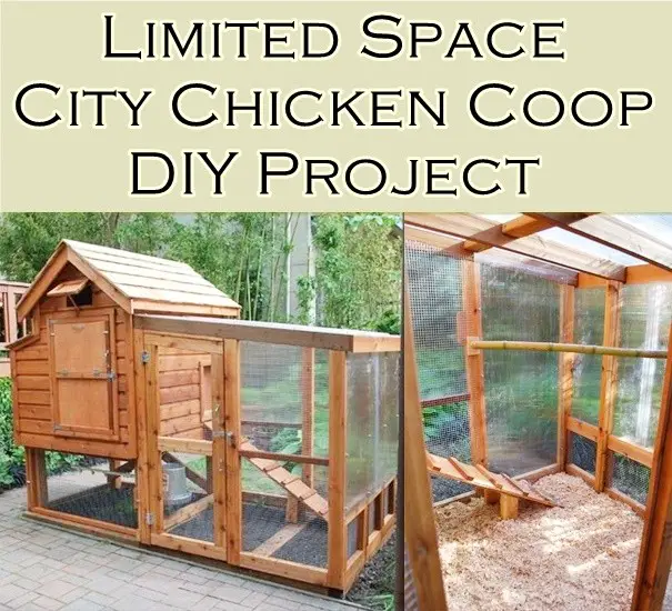 Limited Space City Chicken Coop DIY Project
