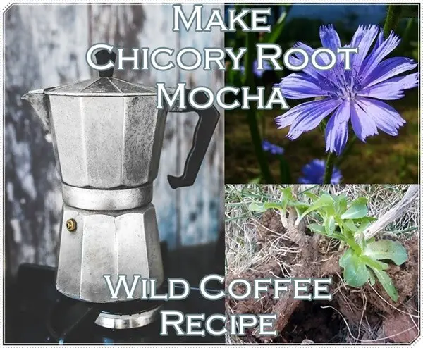 Make Chicory Root Mocha Wild Coffee Recipe