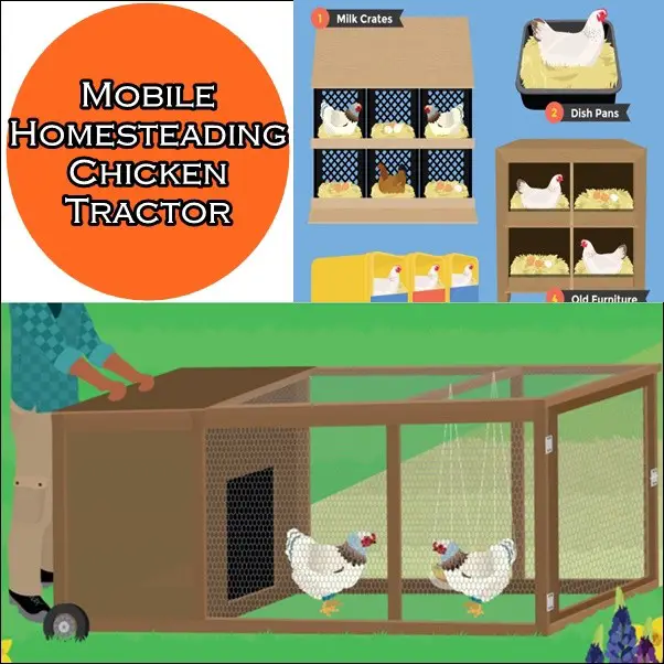 Mobile Homesteading Chicken Tractor