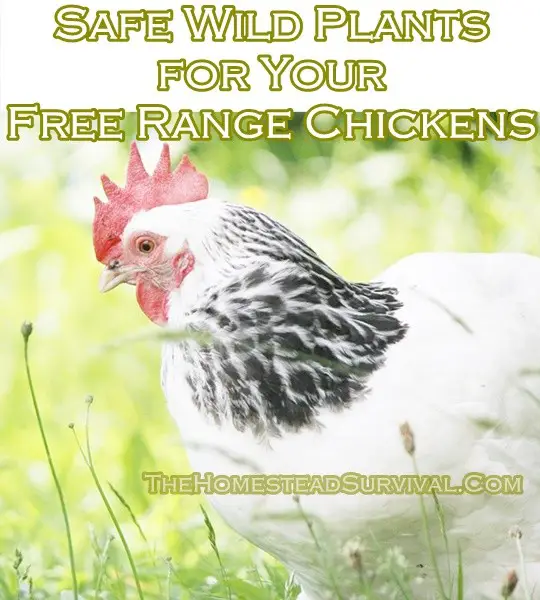 Safe Wild Plants for Your Free Range Chickens 
