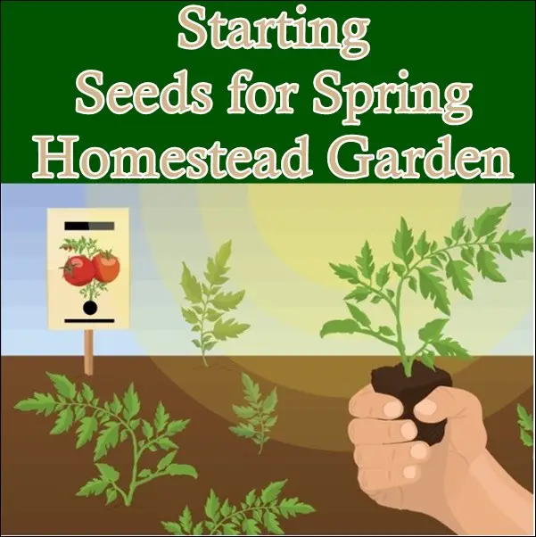 Starting Seeds for Spring Homestead Garden 