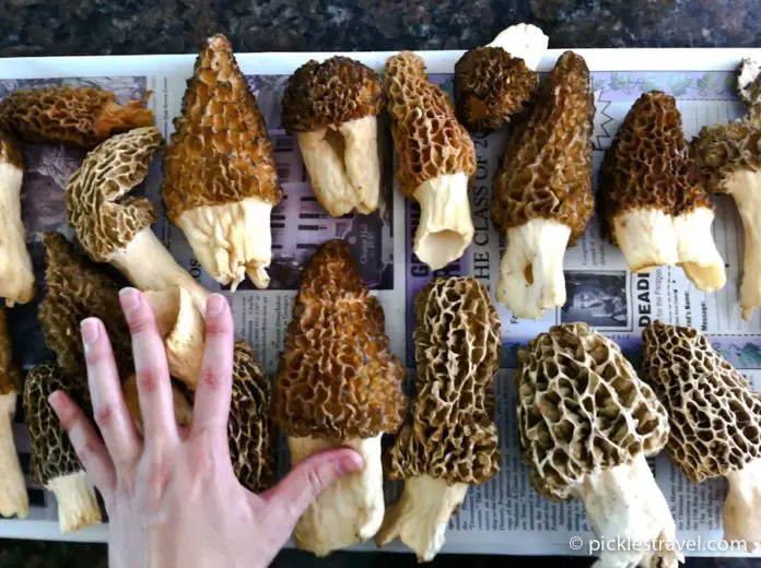 Tips for Finding Morel Mushrooms in the Wild