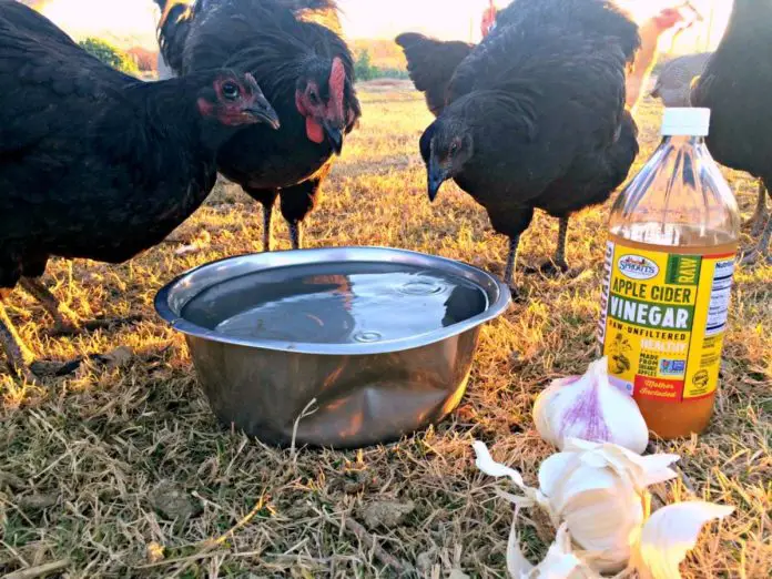 Boost Chickens Health With Garlic and Apple Cider Vinegar