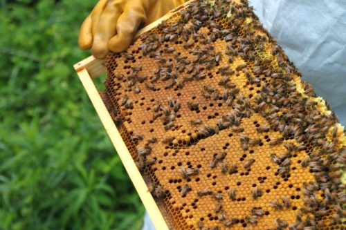 Avoid Swarming by Splitting a Beehive