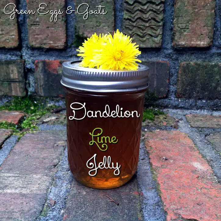 Canning Dandelion Lime Jelly RECIPE
