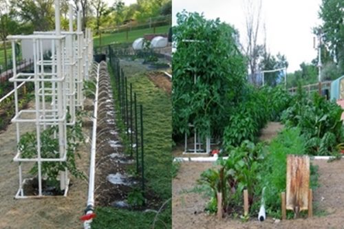 DIY PVC Tomato Cages