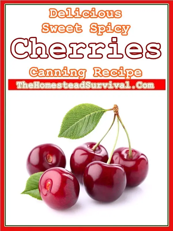 Delicious Sweet Spicy Cherries Canning Recipe - Homesteading - The Homestead Survival