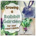 Grow Food for your Meat Rabbits