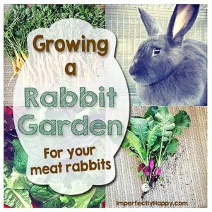Grow Food For Your Meat Rabbits 300x300 