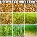 Grow Sprouted Fodder for Homesteading Livestock Animals