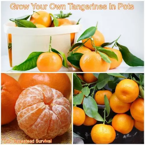 Grow Your Own Tangerines In Pots