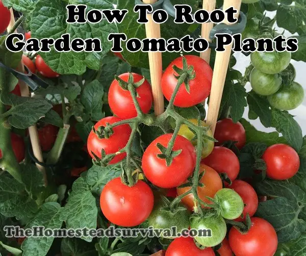 How To Root Garden Tomato Plants