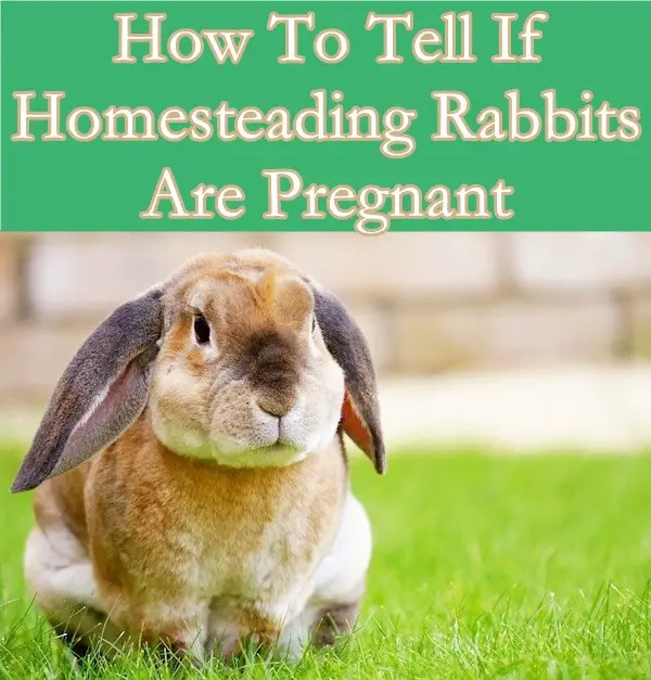 How To Tell If Homesteading Rabbits Are Pregnant