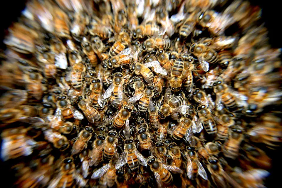 How to Coexist with Homesteading Bees 