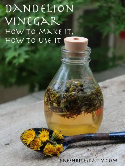 How to Make Your own Dandelion Vinegar Infusion