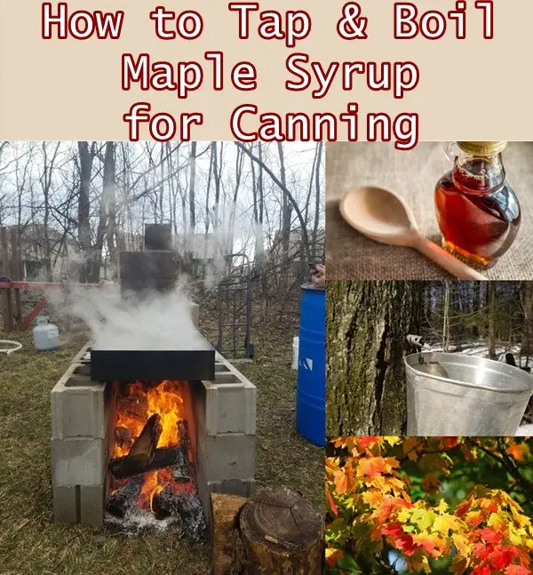 How to Tap and Boil Maple Syrup for Canning