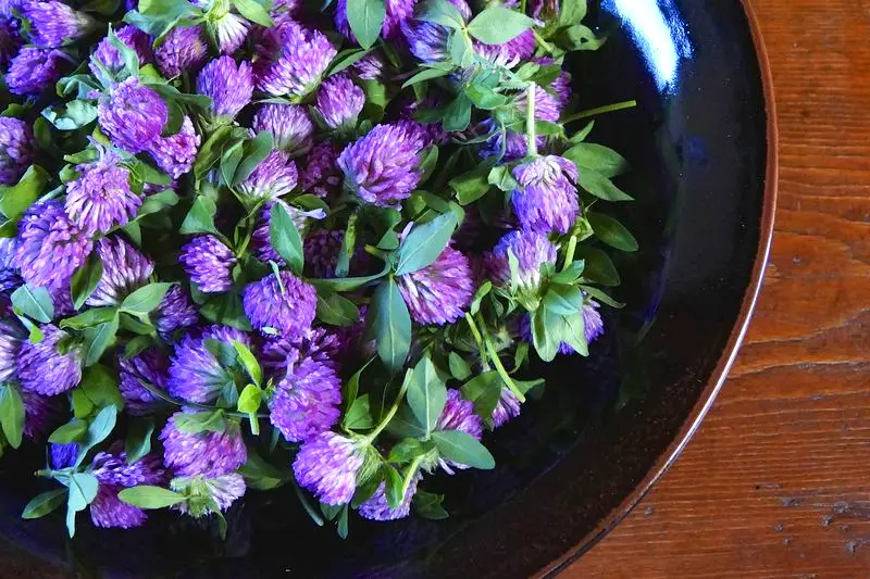 Preparing Tincture of Red Clover and How To Use