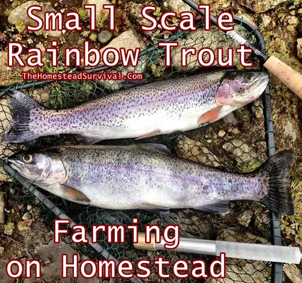 Small Scale Rainbow Trout Farming on Homestead