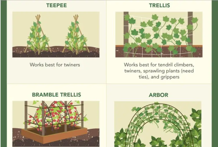 Which Gardening Support Trellis Works 