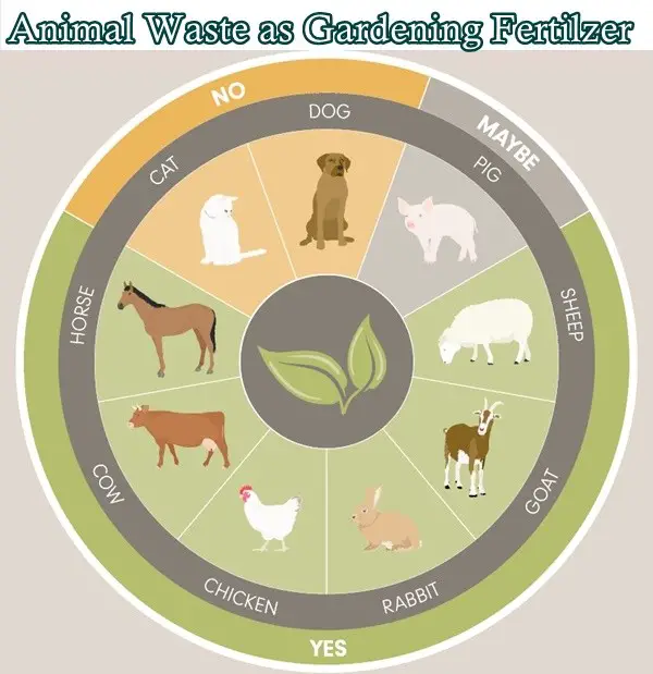 Using Animal Waste as Gardening Fertilizer