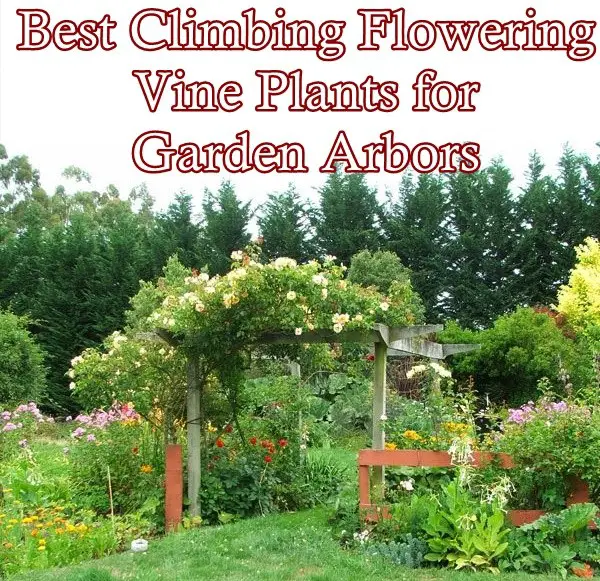 Best Climbing Flowering Vine Plants for Garden Arbors