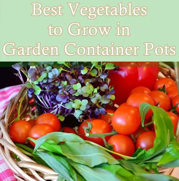Best Vegetables to Grow in Garden Container Pots