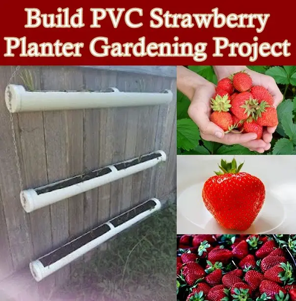 Build PVC Strawberry Planter Gardening Project