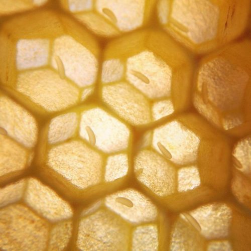 Common Mistakes New Beekeepers Make