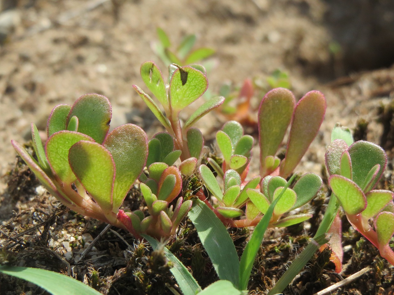 Discover Purslane and How To Use It