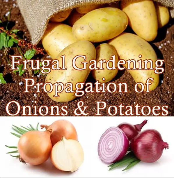 Frugal Gardening Propagation of Onions and Potatoes