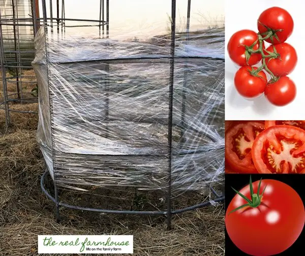 Get Early Start on tomato Plants