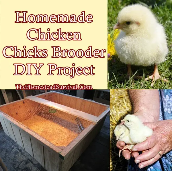 Homemade Chicken Chicks Brooder DIY Project