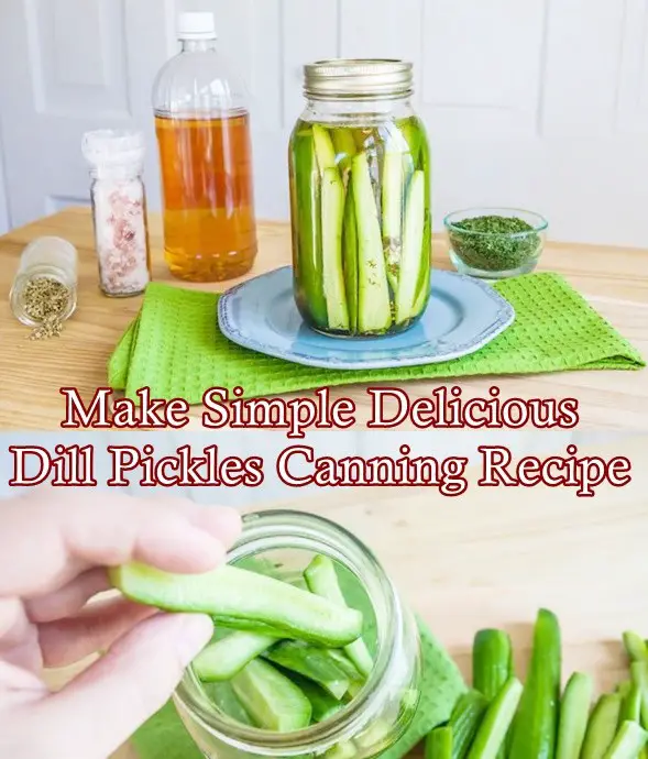 Make Simple Delicious Dill Pickles Canning Recipe