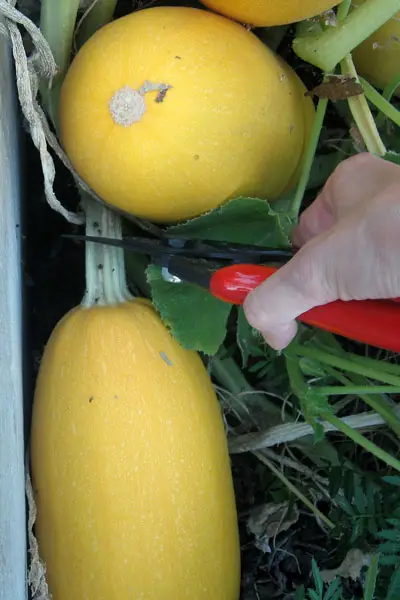 When is the Right Time to Pick Spaghetti Squash