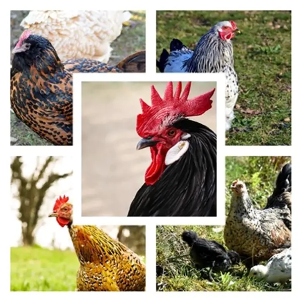 10 Beautiful Chicken Breeds and Where To Find Them