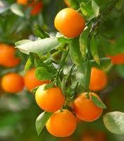How to Grow Orange Fruit Tree From Seeds 