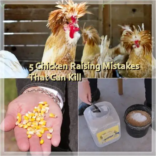 5 Chicken Raising Mistakes That Can Kill - Chickens - Coop Flock