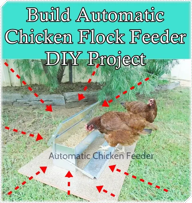 Build Automatic Chicken Flock Feeder DIY Project