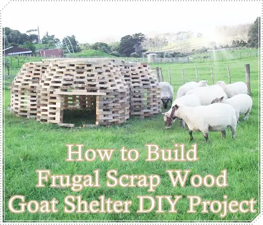 Build Frugal Scrap Wood Goat Shelter DIY Project