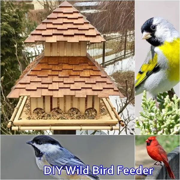 DIY Wild Bird Feeder