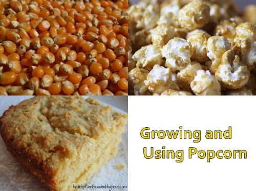 Growing and Using Popcorn