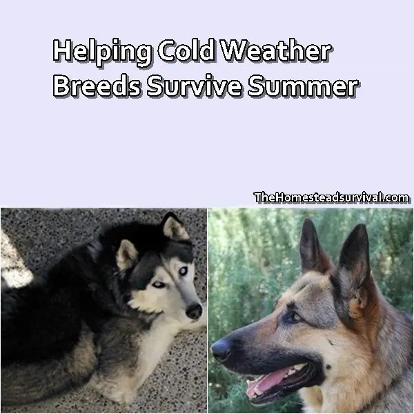 Helping Cold Weather Breeds Survive Summer