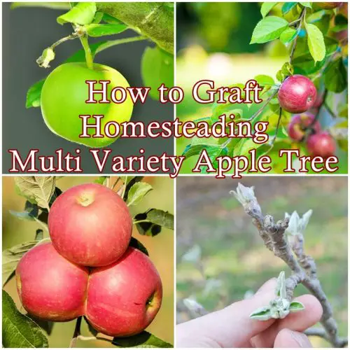 How to Graft Homesteading Multi Variety Apple Tree