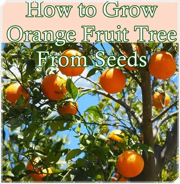 How to Grow Orange Fruit Tree From Seeds
