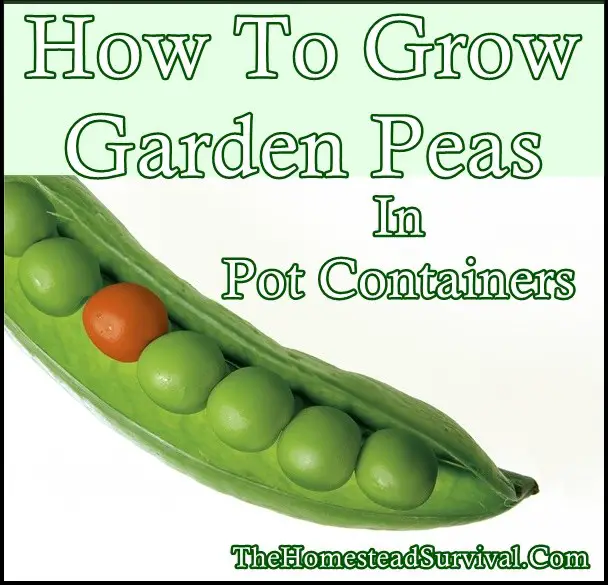 How To Grow Garden Peas In Pot Containers