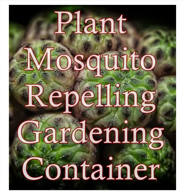 Plant Mosquito Repelling Gardening Container Mosquitoes Repellant Plants