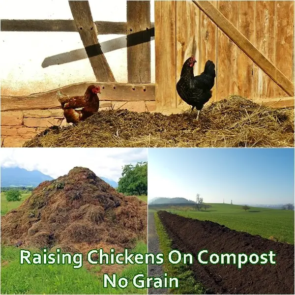 Raising Chickens On Compost No Grain