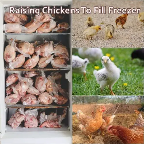 Raising Chickens To Fill Freezer